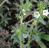 Euploca strigosa